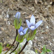 Blütenfoto Gentiana tenella