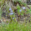 Habitusfoto Gentiana tenella