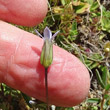 Foto von Besonderheit Gentiana tenella