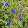 Foto Kelch Gentiana utriculosa