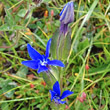 Blütenfoto Gentiana utriculosa