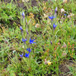 Habitusfoto Gentiana utriculosa