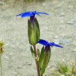 Foto von Besonderheit Gentiana utriculosa