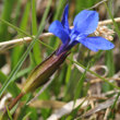 Blütenfoto Gentiana verna