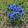 Habitusfoto Gentiana verna