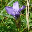 Portraitfoto Gentiana ciliata