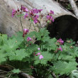 Habitusfoto Geranium macrorrhizum