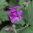 Portraitfoto Geranium macrorrhizum