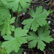 Blätterfoto Geranium macrorrhizum