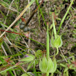 Fruchtfoto Geranium columbinum