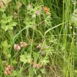 Habitusfoto Geranium dissectum