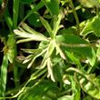 Foto von Besonderheit Geranium dissectum