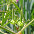 Fruchtfoto Geranium dissectum