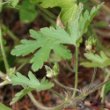 Blätterfoto Geranium divaricatum