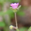 Blütenfoto Geranium divaricatum