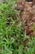 Habitusfoto Geranium divaricatum