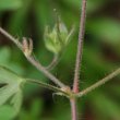 Stängel-/Stammfoto Geranium divaricatum