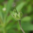 Fruchtfoto Geranium divaricatum