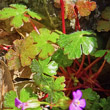 Blätterfoto Geranium lucidum