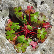 Foto Grundlätter Geranium lucidum