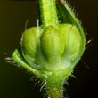 Fruchtfoto Geranium molle