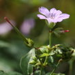 Blütenfoto Geranium nodosum