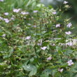 Habitusfoto Geranium nodosum