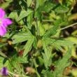 Blätterfoto Geranium palustre