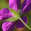 Foto Kelch Geranium palustre