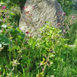 Habitusfoto Geranium phaeum