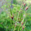 Fruchtfoto Geranium phaeum