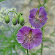 Blütenfoto Geranium phaeum var.lividum