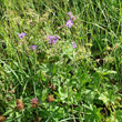 Habitusfoto Geranium phaeum var.lividum