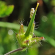 Fruchtfoto Geranium phaeum var.lividum