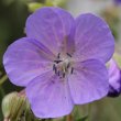 Portraitfoto Geranium pratense