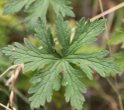 Blätterfoto Geranium pratense