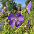 Foto Kelch Geranium pratense