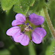 Portraitfoto Geranium pusillum