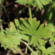 Blätterfoto Geranium pusillum