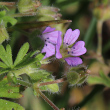 Blütenfoto Geranium pusillum
