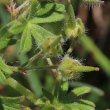 Fruchtfoto Geranium pusillum