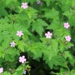 Habitusfoto Geranium robertianum