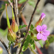 Portraitfoto Geranium robertianum subsp. purpureum