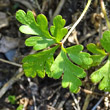 Blätterfoto Geranium robertianum subsp. purpureum