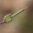 Fruchtfoto Geranium rotundifolium
