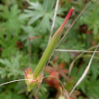 Fruchtfoto Geranium sanguineum