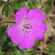 Blütenfoto Geranium sanguineum