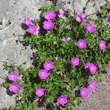 Habitusfoto Geranium sanguineum