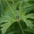 Blätterfoto Geranium sylvaticum