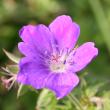 Portraitfoto Geranium sylvaticum